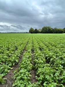 Aardappelteler Boer Emil camperplaats Middenmeer